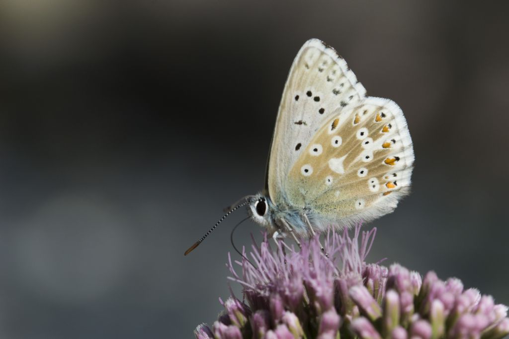 Polyommatus coridon